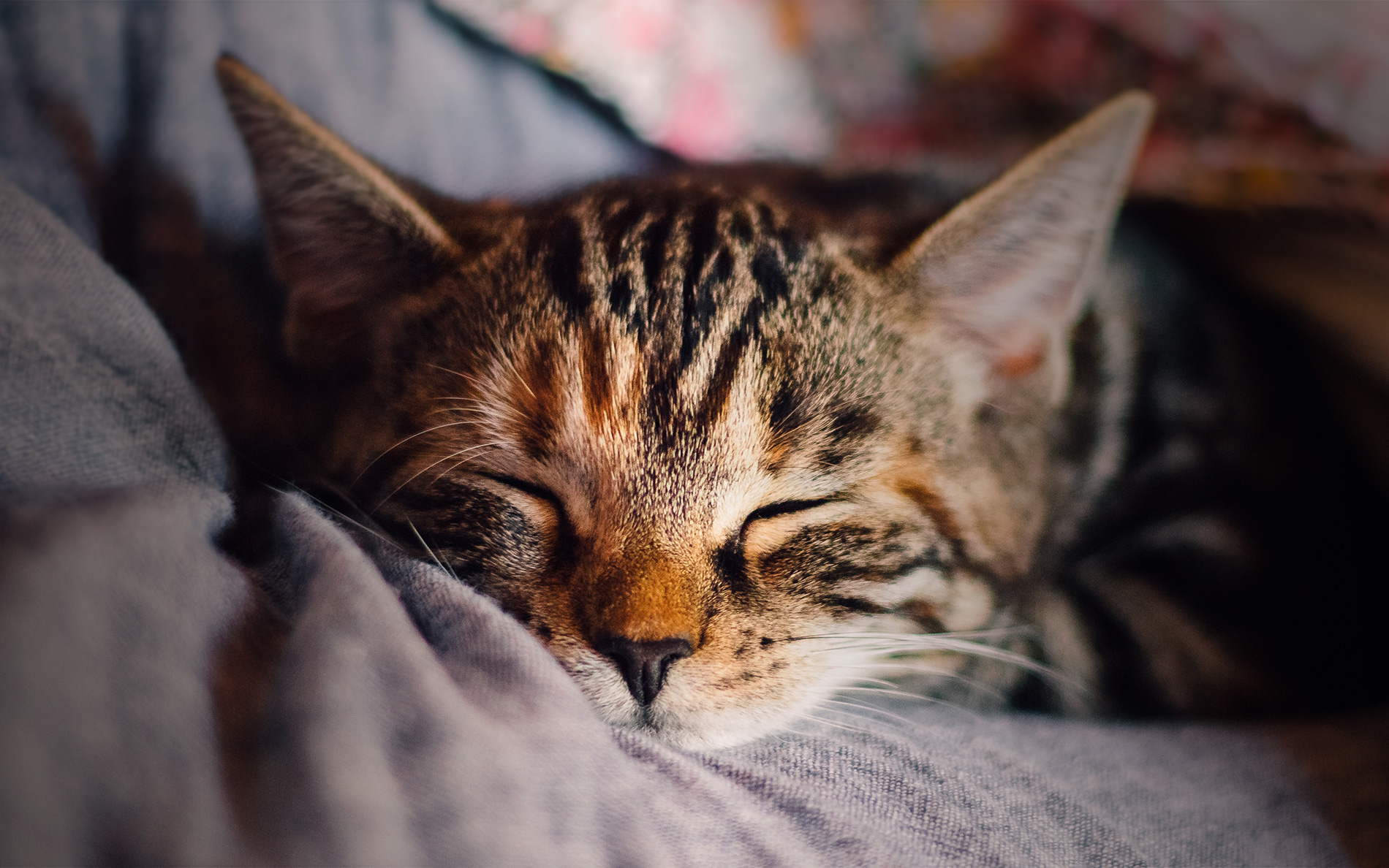 守谷いびき 無呼吸センター Moriya Snore And Apnea Center